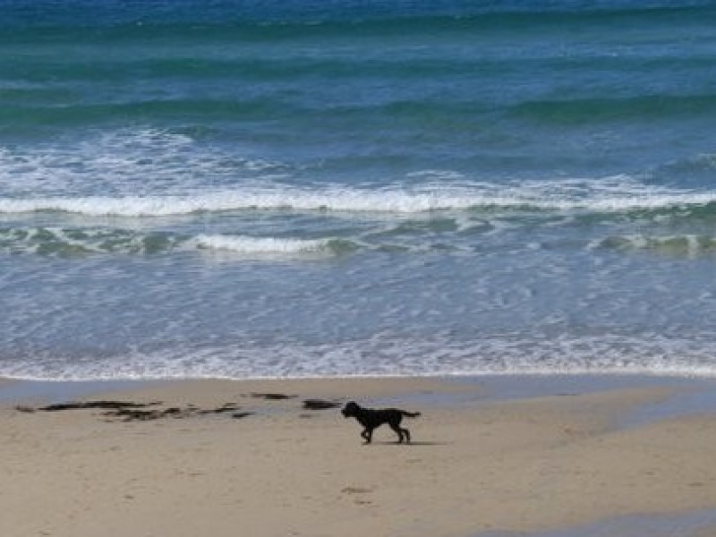 Dog Walks: Finding the Balance on Holiday
