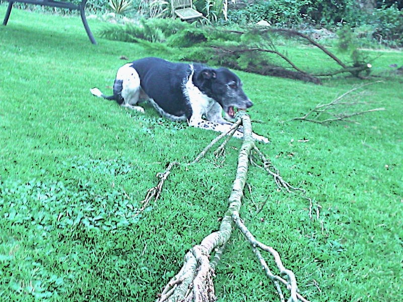 Should I Let My Dog Do That?
