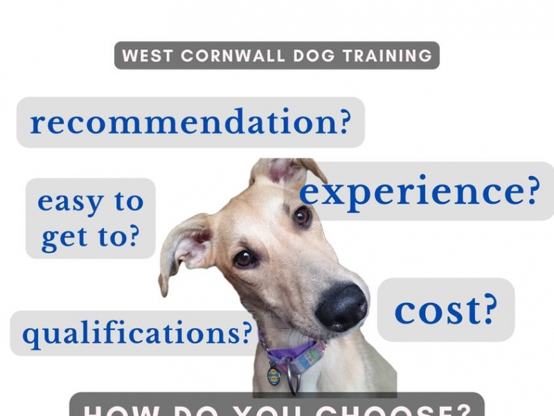 Choosing a dog professional to help you