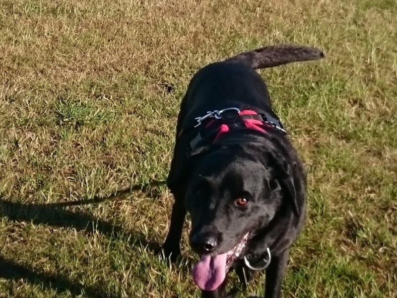 Three Essential Tips for helping your excitable dog today