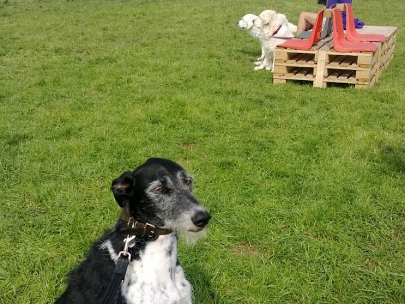 What Makes Dog Training Stick